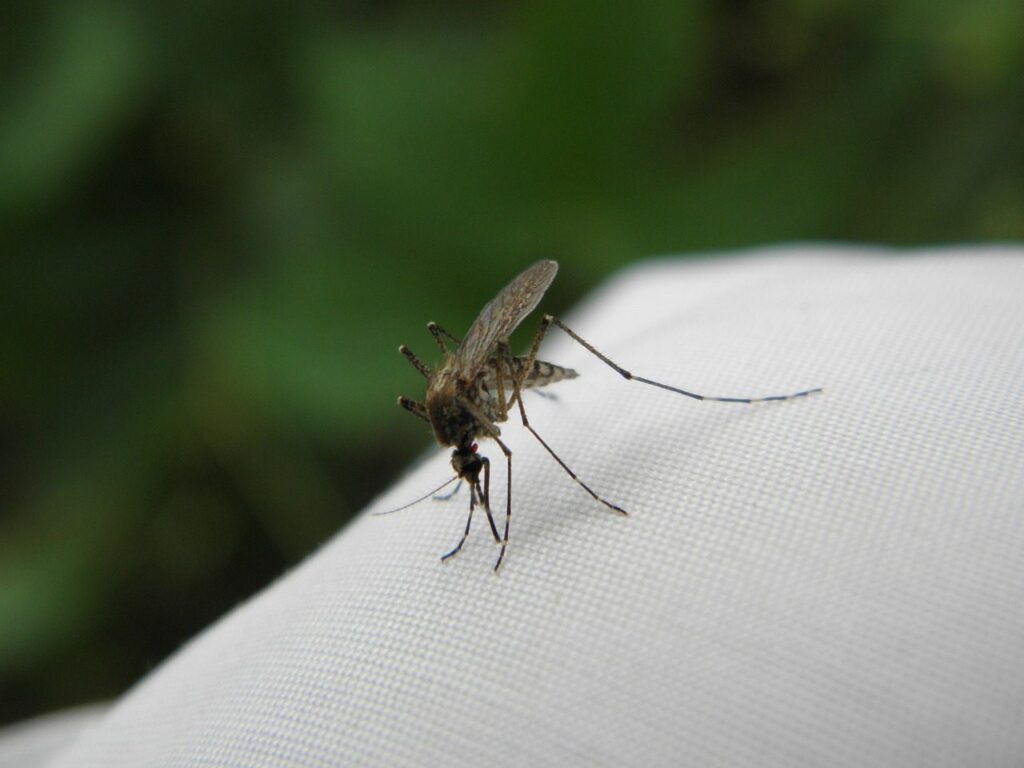 Mosquito 2437897 1280